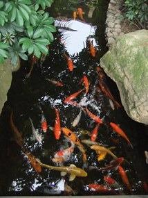 沙蟲餵錦鯉