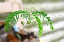 含羞草