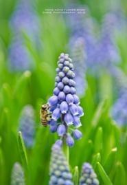 蜜蜂