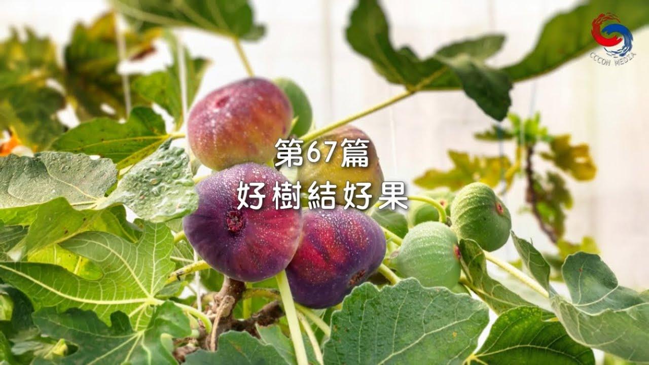 (國語)【新約啟滴】3月8日 好樹結好果